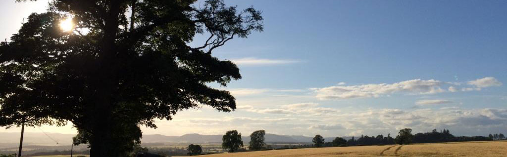 Perthshire Ash tree